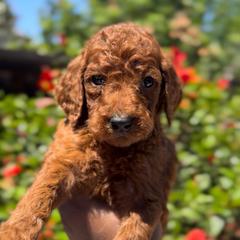 Girl 1 - Red  female Poodle puppy in Corona, California from Garden Of Poodles