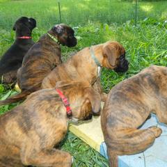 Boxer Puppies from Boxers vom Norden