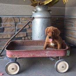 Labradoodle and Labrador Retriever Puppies from Ruby Red Labs and Doodles
