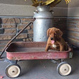 Labradoodle and Labrador Retriever Puppies from Ruby Red Labs and Doodles