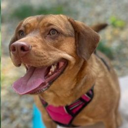 NINI - Fawn female Companion Cross puppy in Indianapolis, Indiana from The Sharpeagle Barkery