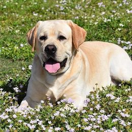 Tank - Labrador Retriever