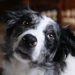 Border Collie All Grown Up from Supernova Border Collies
