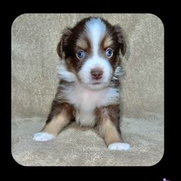Ariel - Miniature Australian Shepherd puppy in Jacksonville, Texas from AG Toy & Mini Aussies