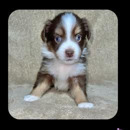 Ariel - Miniature Australian Shepherd puppy in Jacksonville, Texas from AG Toy & Mini Aussies