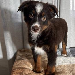 Jan Brady - Red tri female Toy Australian Shepherd puppy in Sulphur, Louisiana from Triple J Aussies and Corgis