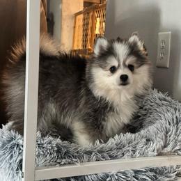 Shaco - Black and white male Pomsky puppy in Boonville, Indiana from Elysian Pomskies