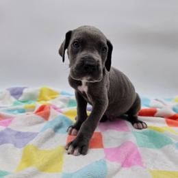 Levi - Blue male Great Dane puppy in Kannapolis, North Carolina from Carolina Great Danes & Toy Poodles