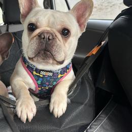 Baby - Cream female French Bulldog puppy in Belfair, Washington from SnortVille Frenchies & CreekSide Mini Doxies