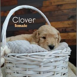 Clover - Apricot female Goldendoodle puppy in Ringgold, Georgia from Re Family Doodles