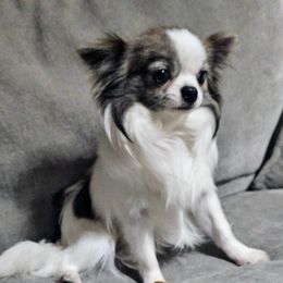 Bluey - Chihuahua