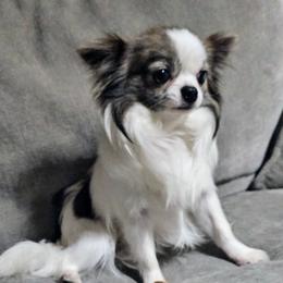 Bluey - Chihuahua