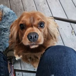 Dorothy - Cavalier King Charles Spaniel