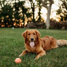 Hatch - Golden Retriever