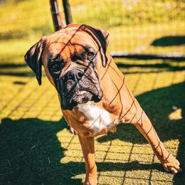 Sprinkles - Boxer