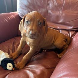 Candy - Lt whtn brn nose female Rhodesian Ridgeback puppy in Carney, Oklahoma from River Run Parson Russell terriers & River Run Ridgebacks