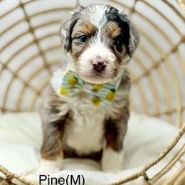 Pine - Blue merle male Assorted Doodle Crosses puppy in Sterling, Colorado from North 40 Doodles