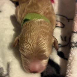 Arlo - Red  male Goldendoodle puppy in Cumberland, Rhode Island from minigoldendoodlesofRI