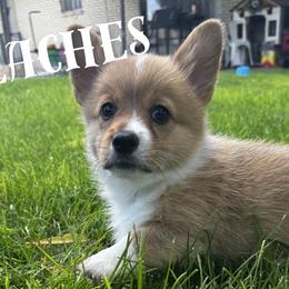 Peaches - Red female Pembroke Welsh Corgi puppy in Elberta, Utah from 3F Farms- Pembroke Welsh Corgis and Irish Wolfhounds