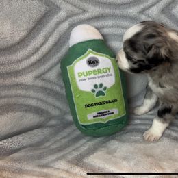 Miniature Australian Shepherd and Toy Australian Shepherd Puppies from Cherry Grove Kennel