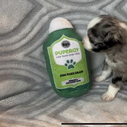 Miniature Australian Shepherd and Toy Australian Shepherd Puppies from Cherry Grove Kennel