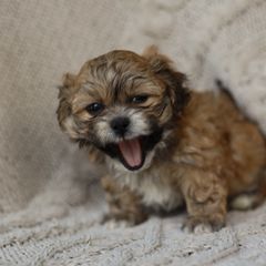 Larry - Brown and white male Shichon puppy in House Springs, Missouri from Teddy Bear Cuddles