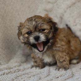 Larry - Brown and white male Shichon puppy in House Springs, Missouri from Teddy Bear Cuddles