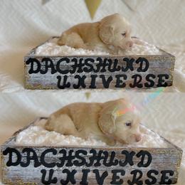Dachshund Puppies from Dachshund Universe
