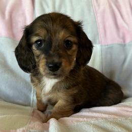 Destiny - Wild boar female Dachshund puppy in Griffin, Georgia from Always Trippin' Doxie Life