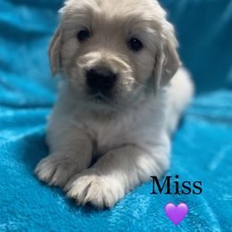 Miss 💜 - Light golden Golden Retriever puppy in Indepenence, Missouri from Goldenhubb