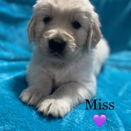 Miss 💜 - Light golden Golden Retriever puppy in Indepenence, Missouri from Goldenhubb