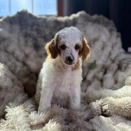 Ariat - Parti male Poodle puppy in Ault, Colorado from The Peaks Premium Poodles