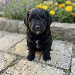 Boy 1 - Black and white male Bernedoodle puppy in Yale, Michigan from Bechtels beautiful doodles