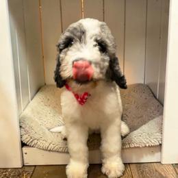Yellow collar - Parti female Goldendoodle puppy in Sanderson, Florida from Serenity Goldendoodles