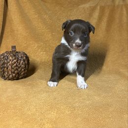 Red tri boy 1 - Red tri-color male Australian Shepherd puppy in Clinton, Tennessee from Liza’s Aussies & Poms