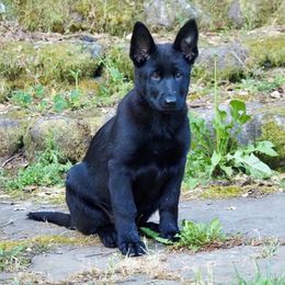 Alfa - German Shepherd