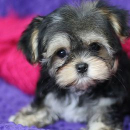 Maltese, Morkies, and Yorkshire Terriers from Little Luv's Yorkies and Maltese