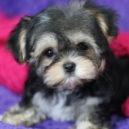 Maltese, Morkies, and Yorkshire Terriers from Little Luv's Yorkies and Maltese
