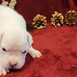 Boy 7 - White Boxer puppy in Wisconsin from Baja Boxers