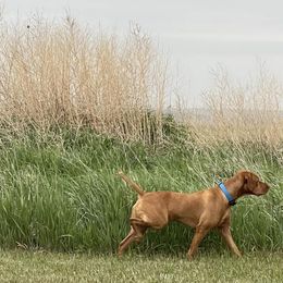 Vizslas from Nicole Lanie's Viszla
