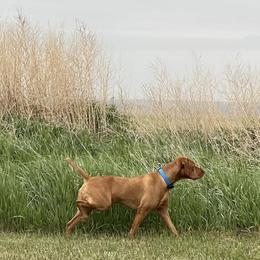 Vizslas from Nicole Lanie's Viszla