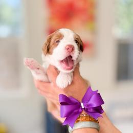 Honey-Bluey - Brown and white female Bernedoodle puppy in Ontario, California from Teddy Doodles & Standard Poodles