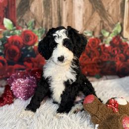 North, Gray Collar - Black and white male Bernedoodle puppy in Lake Panasoffkee, Florida from Donnas Deluxe Doodles LLC