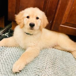 Golden Retriever puppies from Fluffy Puppies