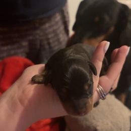 Boy 1 - Black and tan male Dachshund puppy in Belton, South Carolina from Amy’s Dachshunds