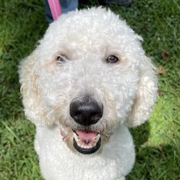 Goldendoodles from New Oak Shih Tzu