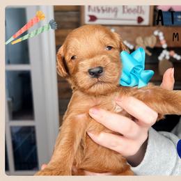 Atlas - Red  male Goldendoodle puppy in Hilton, New York from The House of Goldendoodle