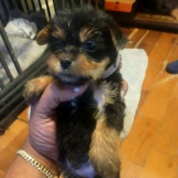 Nikki - Black and tan female Silky Terrier puppy in City Of Orange, New Jersey from Fur-Ever Friends