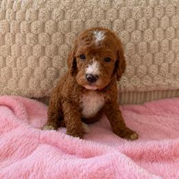 Red Color Male - Red  male Goldendoodle puppy in Loma Rica, California from BloomingPuppies