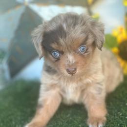 Inferno - Red merle male Miniature Australian Shepherd puppy in Granbury, Texas from Texas Miniature Aussies